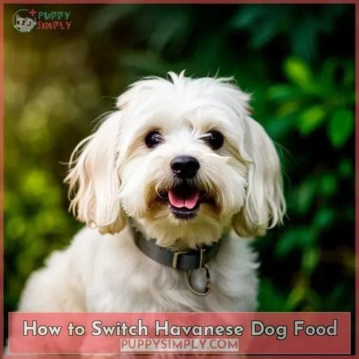How to Switch Havanese Dog Food