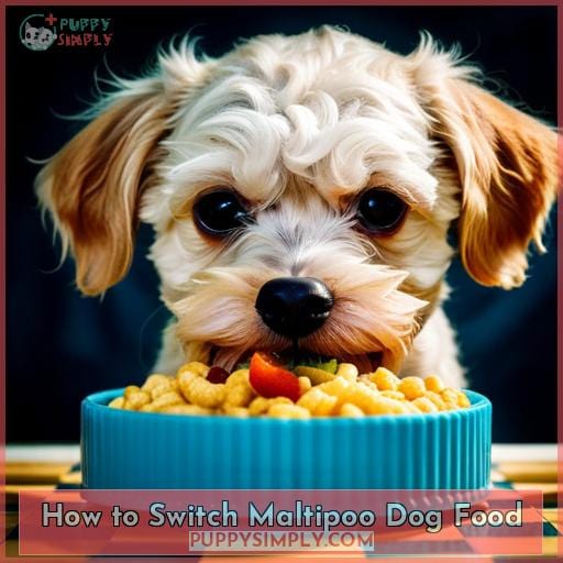 How to Switch Maltipoo Dog Food