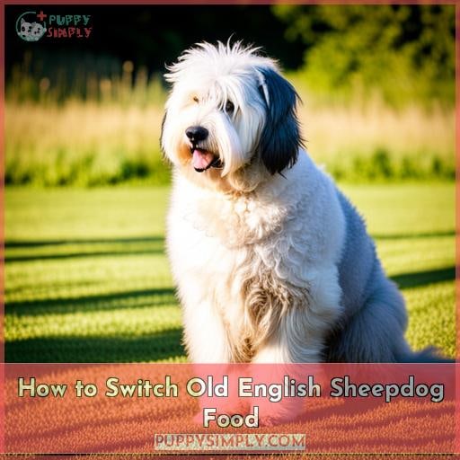 How to Switch Old English Sheepdog Food