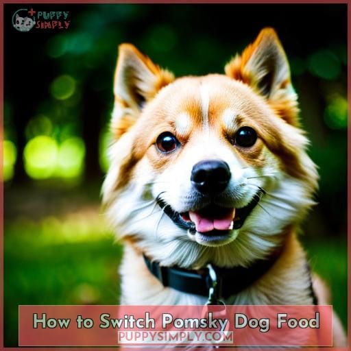 How to Switch Pomsky Dog Food