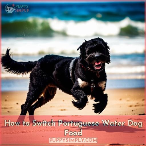 How to Switch Portuguese Water Dog Food