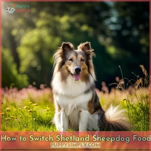How to Switch Shetland Sheepdog Food