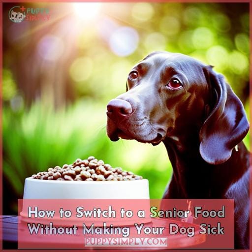 How to Switch to a Senior Food Without Making Your Dog Sick