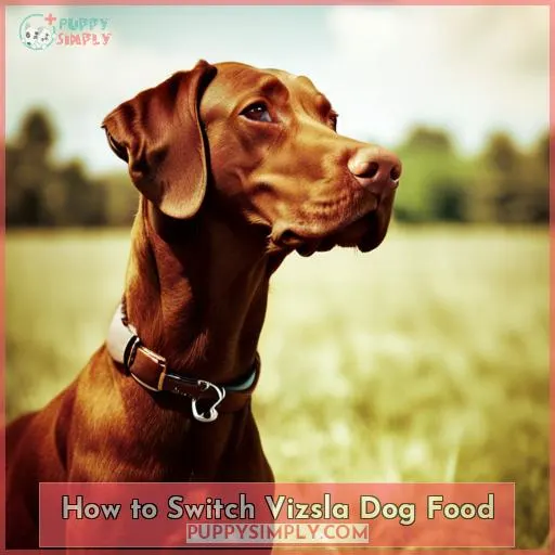 How to Switch Vizsla Dog Food