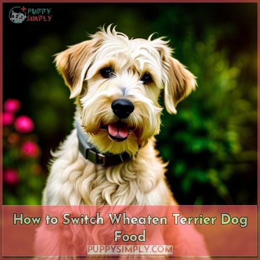 How to Switch Wheaten Terrier Dog Food