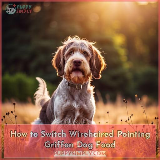 How to Switch Wirehaired Pointing Griffon Dog Food