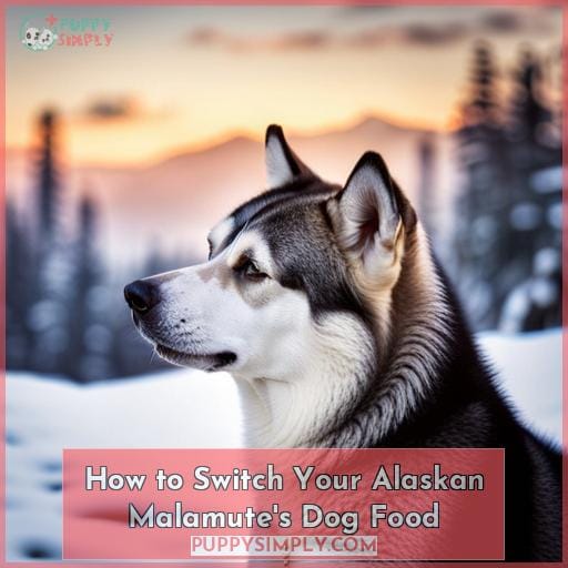 How to Switch Your Alaskan Malamute