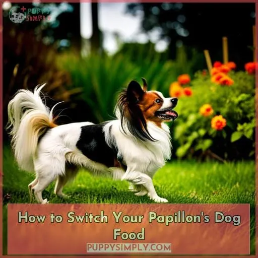 How to Switch Your Papillon
