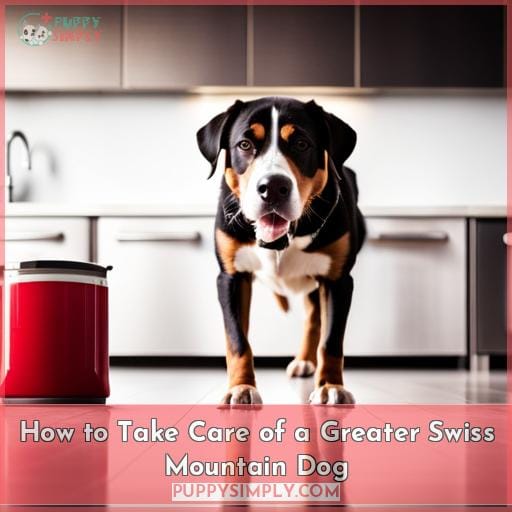 How to Take Care of a Greater Swiss Mountain Dog
