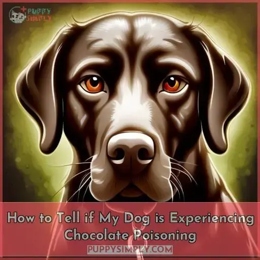 How to Tell if My Dog is Experiencing Chocolate Poisoning