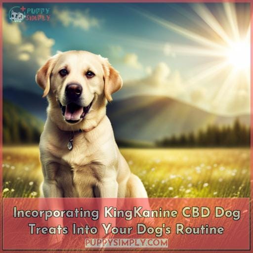 Incorporating KingKanine CBD Dog Treats Into Your Dog