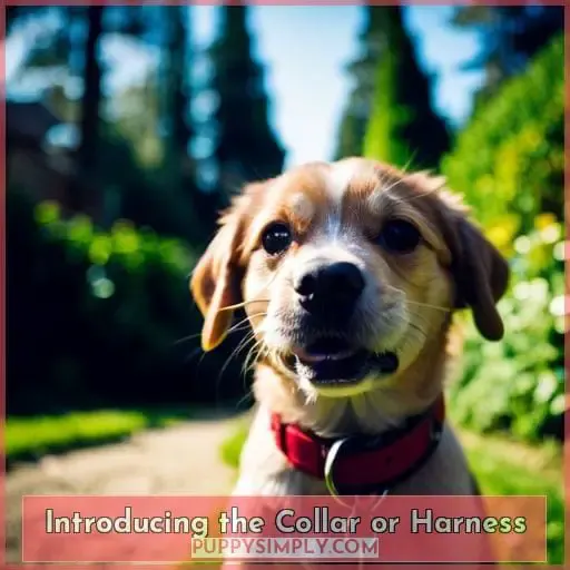 Introducing the Collar or Harness
