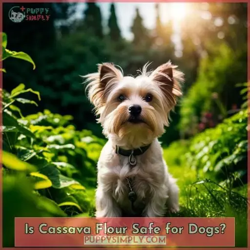 Is Cassava Flour Safe for Dogs