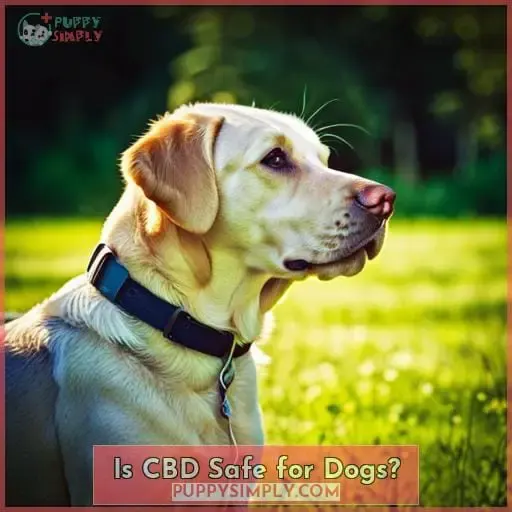Is CBD Safe for Dogs