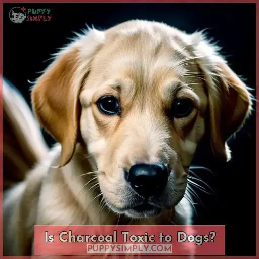 Is Charcoal Toxic to Dogs