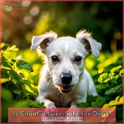 Is Cilantro Juice Safe for Dogs
