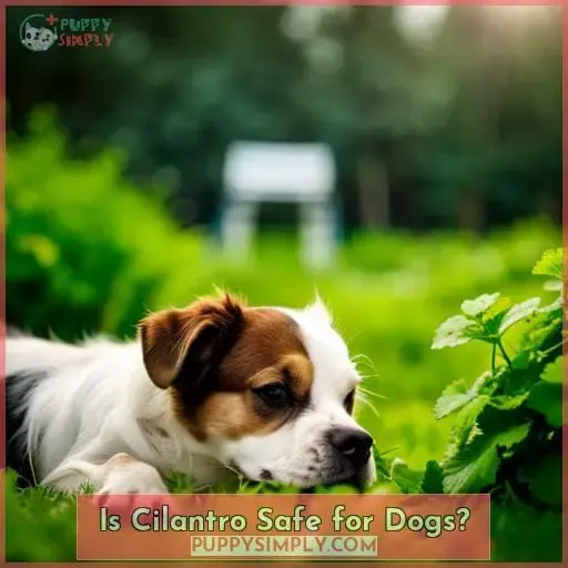 Is Cilantro Safe for Dogs