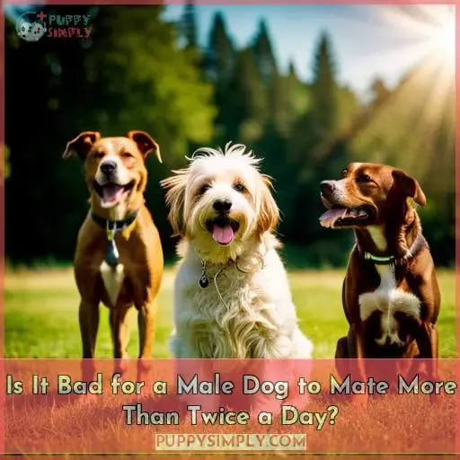 Is It Bad for a Male Dog to Mate More Than Twice a Day