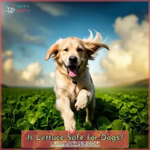 Is Lettuce Safe for Dogs