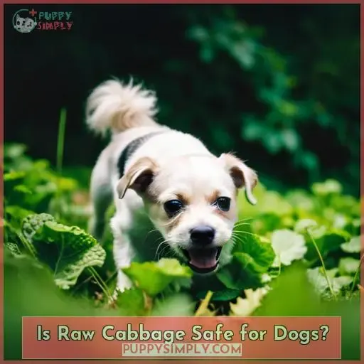 Is Raw Cabbage Safe for Dogs