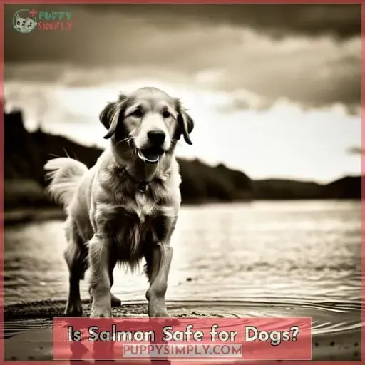 Is Salmon Safe for Dogs