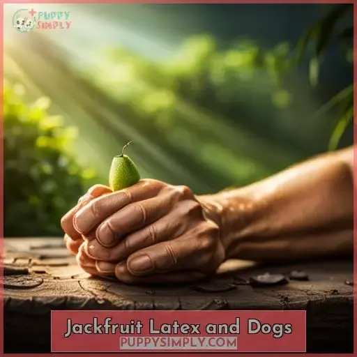 Jackfruit Latex and Dogs