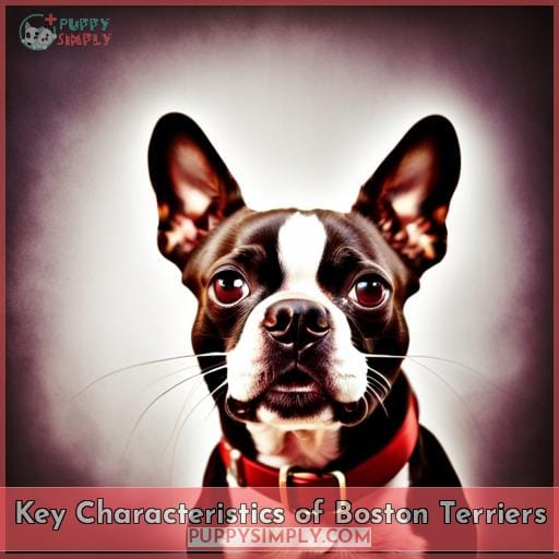 Key Characteristics of Boston Terriers