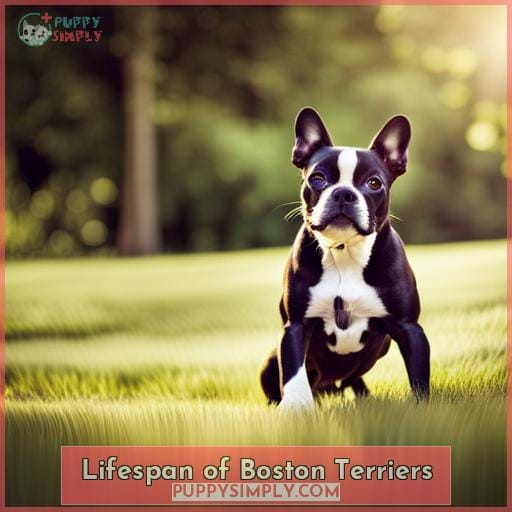Lifespan of Boston Terriers