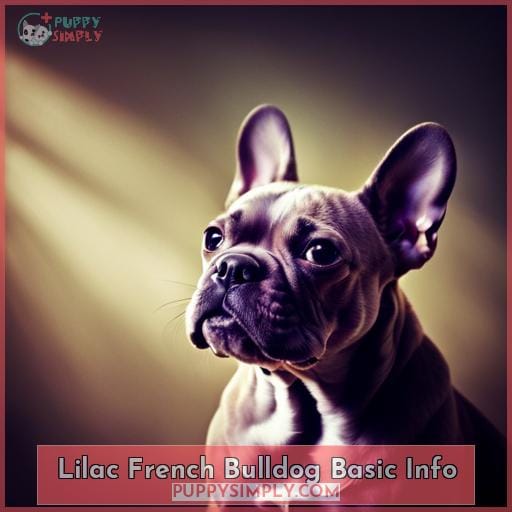 Lilac French Bulldog Basic Info