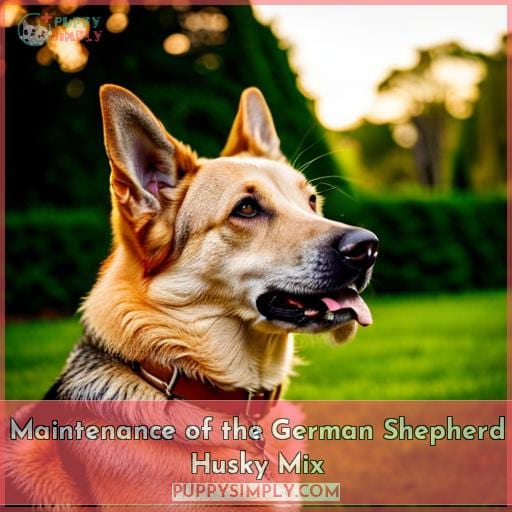 Maintenance of the German Shepherd Husky Mix