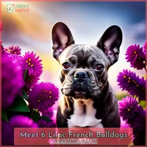 Meet 6 Lilac French Bulldogs