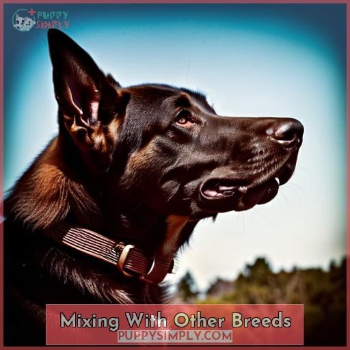Mixing With Other Breeds