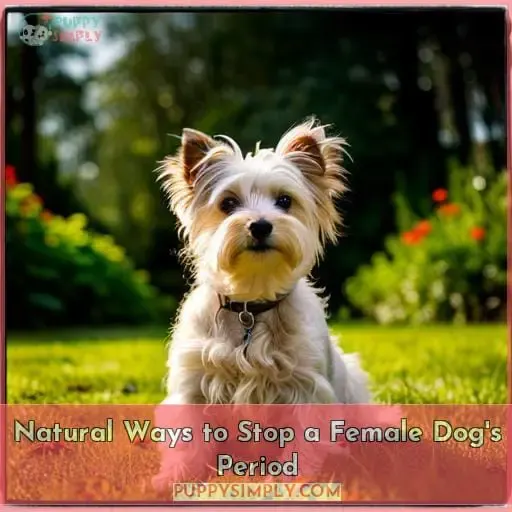Natural Ways to Stop a Female Dog