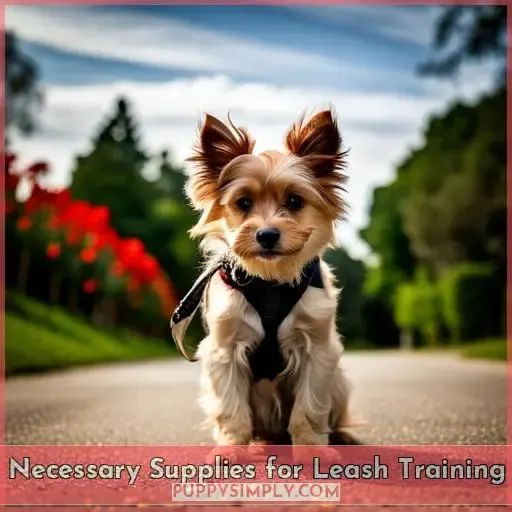 Necessary Supplies for Leash Training