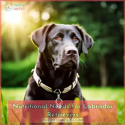 Nutritional Needs for Labrador Retrievers