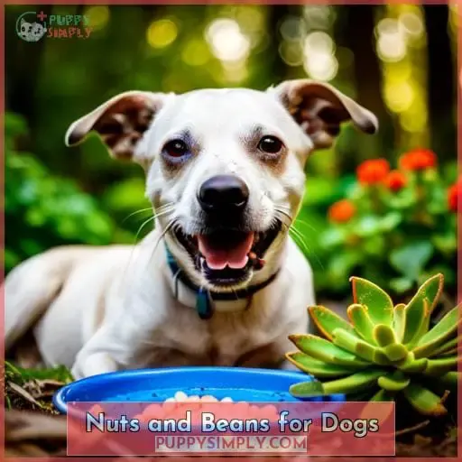 Nuts and Beans for Dogs
