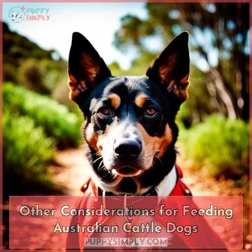 Other Considerations for Feeding Australian Cattle Dogs