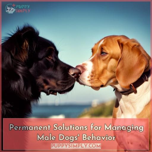 Permanent Solutions for Managing Male Dogs