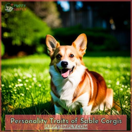 Personality Traits of Sable Corgis