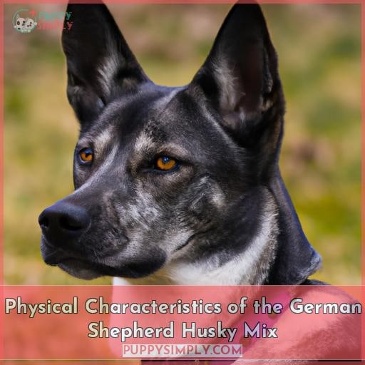 Physical Characteristics of the German Shepherd Husky Mix