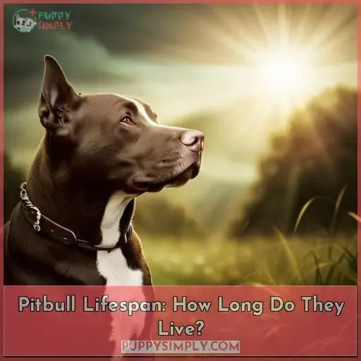 Pitbull Lifespan: How Long Do They Live