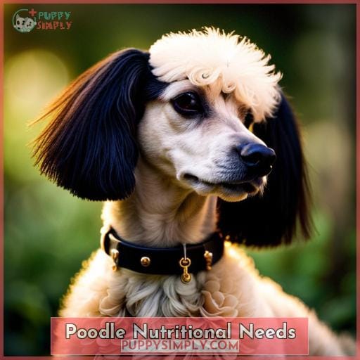 Poodle Nutritional Needs