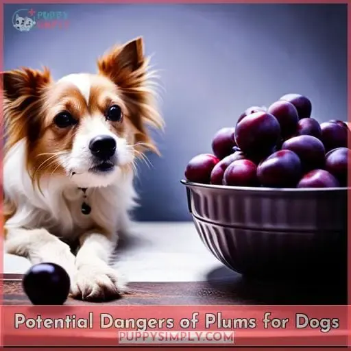 Potential Dangers of Plums for Dogs