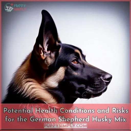 Potential Health Conditions and Risks for the German Shepherd Husky Mix