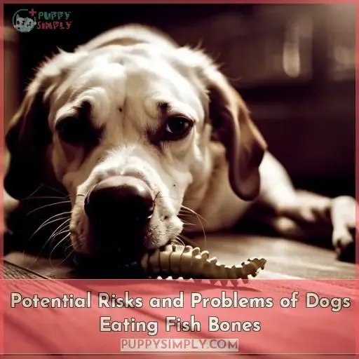 Potential Risks and Problems of Dogs Eating Fish Bones