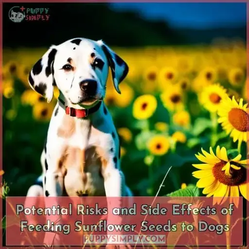 Potential Risks and Side Effects of Feeding Sunflower Seeds to Dogs