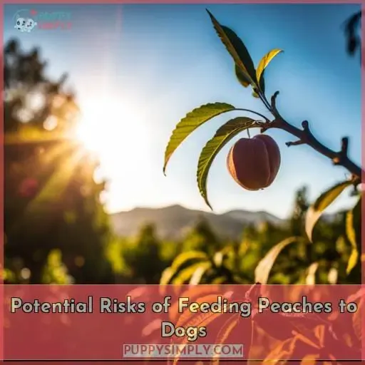 Potential Risks of Feeding Peaches to Dogs