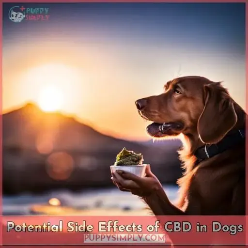 Potential Side Effects of CBD in Dogs