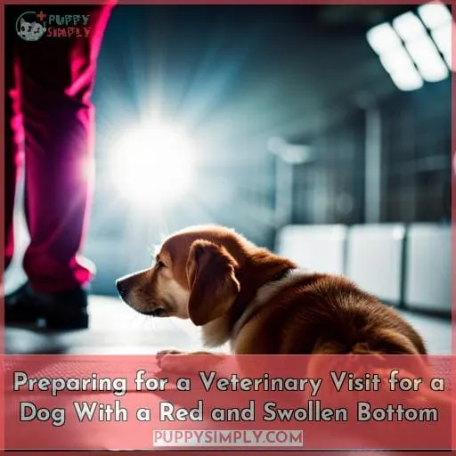 Preparing for a Veterinary Visit for a Dog With a Red and Swollen Bottom