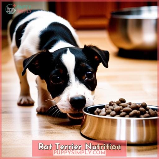 Rat Terrier Nutrition